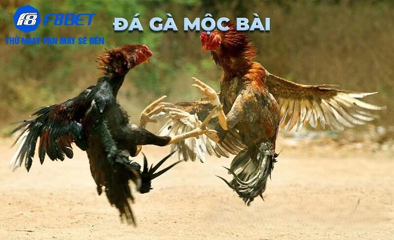 Hướng dẫn tham gia đá gà Mộc bài tại F8BET