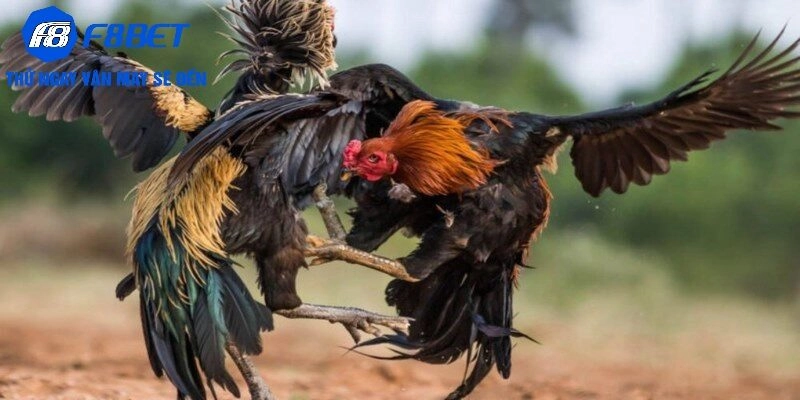Hướng dẫn tham gia đá gà Thomo tại F8BET